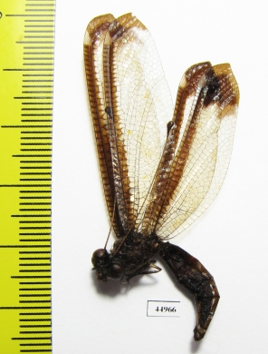 Ascalaphidae sp.  Philippines - INSECTS-STORE.RU