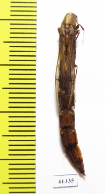 Lymexylidae sp.  South Africa Rep. - INSECTS-STORE.RU