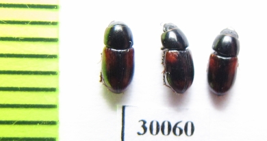 Aphodius vittatus mundus  Uzbekistan - INSECTS-STORE.RU