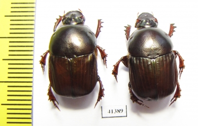 Onitis sp., pair  South Africa Rep. - INSECTS-STORE.RU