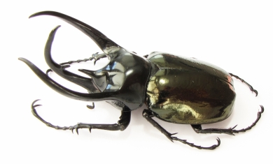 Chalcosoma caucasus kirbyi  Malaysia 106mm - INSECTS-STORE.RU