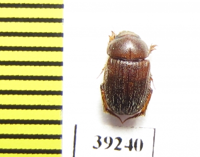 Ochodaeus pocadioides  Spain - INSECTS-STORE.RU