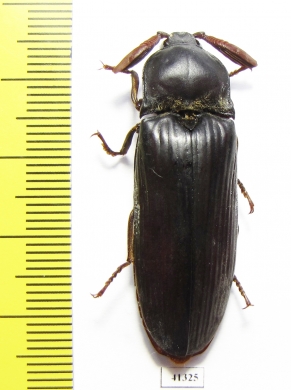 Elateridae sp.  South Africa Rep. - INSECTS-STORE.RU