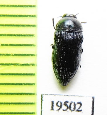 Acmaeoderella adamantina  Kirgizstan - INSECTS-STORE.RU