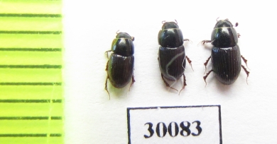 Aphodius pusillus  Uzbekistan - INSECTS-STORE.RU