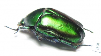 Protaetia ungarica ignisternum  Iran, Fars prov. - INSECTS-STORE.RU