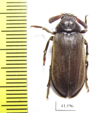 Rhipiceridae sp.  South Africa Rep. - INSECTS-STORE.RU