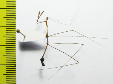 Hemiptera sp.  Peru - INSECTS-STORE.RU