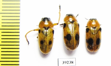 Antipus macropus, pair  Russia, Volgograd reg. - INSECTS-STORE.RU