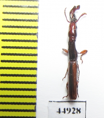 Brentidae sp.  South Africa Rep. - INSECTS-STORE.RU