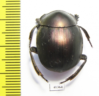 Anachalcos sp.  South Africa Rep. - INSECTS-STORE.RU