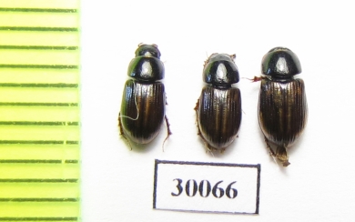 Aphodius punctatosulcatus  Uzbekistan - INSECTS-STORE.RU