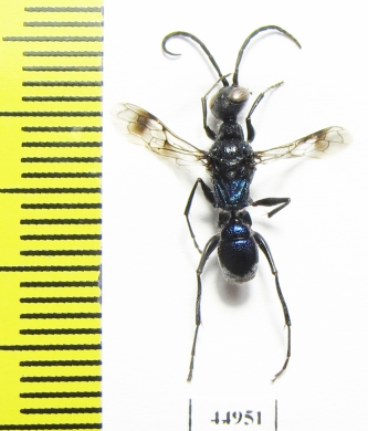 Hymenoptera sp.  South Africa Rep. - INSECTS-STORE.RU