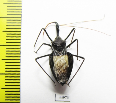 Hemiptera sp.  Philippines - INSECTS-STORE.RU