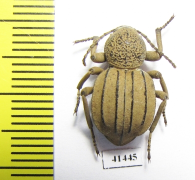 Tenebrionidae sp.  South Africa Rep. - INSECTS-STORE.RU