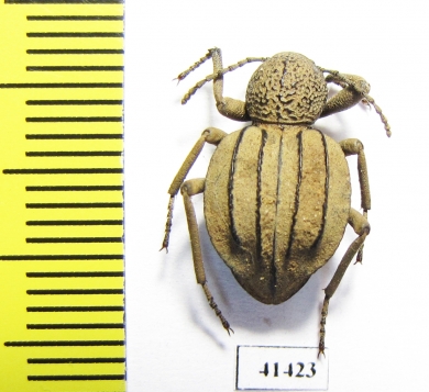 Tenebrionidae sp.  South Africa Rep. - INSECTS-STORE.RU