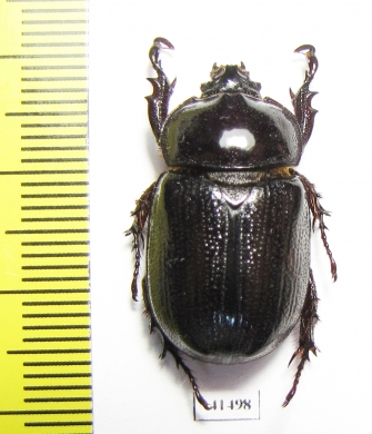 Dynastinae sp.  South Africa Rep. - INSECTS-STORE.RU