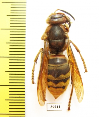 Vespa sp.  Russia, Far East - INSECTS-STORE.RU