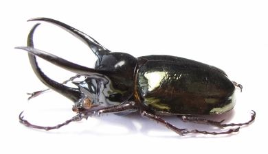 Chalcosoma atlas atlas  Indonesia, Sulawesi  85mm - INSECTS-STORE.RU