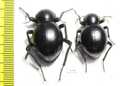 Tenebrionidae sp., pair  South Africa Rep. - INSECTS-STORE.RU