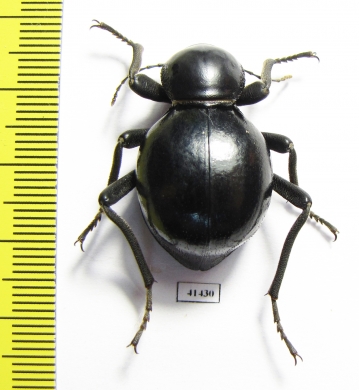 Tenebrionidae sp.  South Africa Rep. - INSECTS-STORE.RU