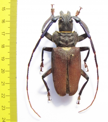 Mallaspis scutellaris  Peru 65mm - INSECTS-STORE.RU