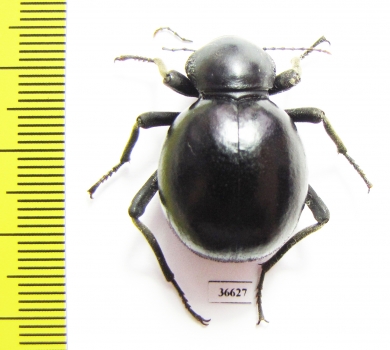 Tenebrionidae sp.  South Africa Rep. - INSECTS-STORE.RU