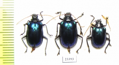 Chrysomelidae sp.  Indonesia, Kalimantan - INSECTS-STORE.RU