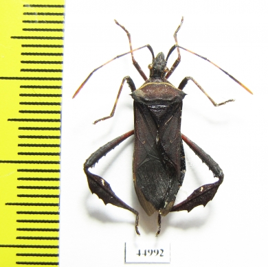 Hemiptera sp.  Cuba - INSECTS-STORE.RU