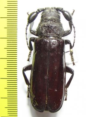 Bolbotritus bainesi  Tanzania 48mm - INSECTS-STORE.RU