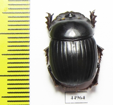 Copris sp.  Mexico - INSECTS-STORE.RU