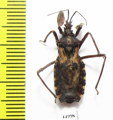 Hemiptera sp.  South Africa Rep. - INSECTS-STORE.RU