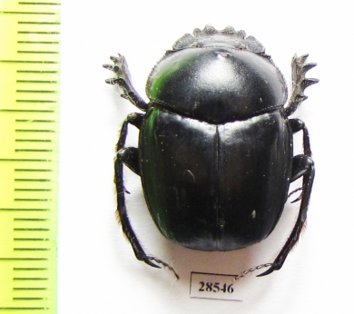 Scarabaeus sp.  South Africa Rep. - INSECTS-STORE.RU