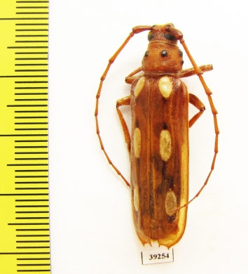 Coccoderus timbaraba  Costa Rica - INSECTS-STORE.RU