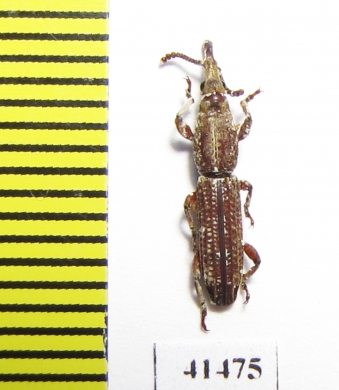 Brentidae sp.  South Africa Rep. - INSECTS-STORE.RU