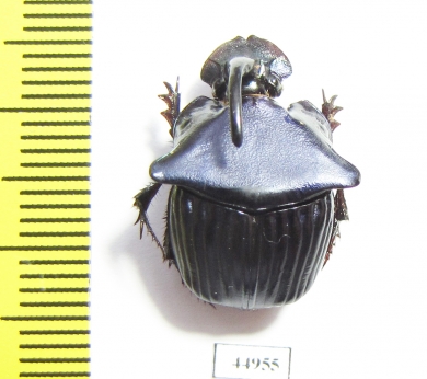 Phanaeus huichol, male  Mexico - INSECTS-STORE.RU