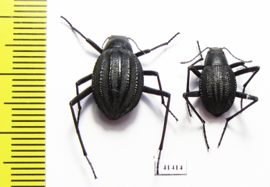 Tenebrionidae sp., pair  South Africa Rep. - INSECTS-STORE.RU