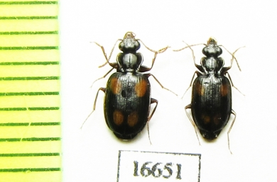 Carabidae sp.  Indonesia, Kalimantan - INSECTS-STORE.RU