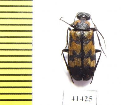 Meloidae sp.  South Africa Rep. - INSECTS-STORE.RU