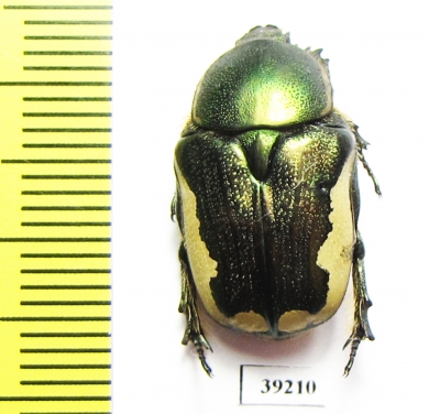 Protaetia trojana ssp.now.  Iran, Fars prov. - INSECTS-STORE.RU