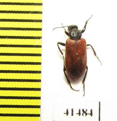 Meloidae sp.  South Africa Rep. - INSECTS-STORE.RU