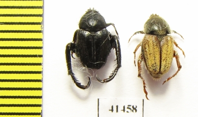 Hopliini sp., pair  South Africa Rep. - INSECTS-STORE.RU