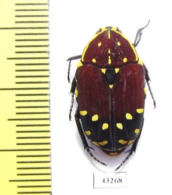 Euchroea histrionica  Madagascar - INSECTS-STORE.RU