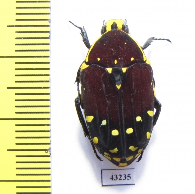 Euchroea histrionica  Madagascar - INSECTS-STORE.RU