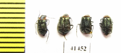 Melyridae sp.  South Africa Rep. - INSECTS-STORE.RU