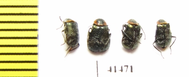 Melyridae sp.  South Africa Rep. - INSECTS-STORE.RU