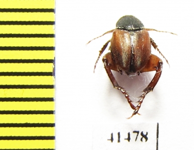 Hopliini sp.  South Africa Rep. - INSECTS-STORE.RU