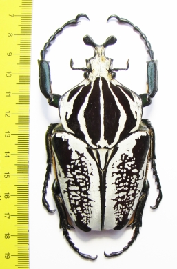 Goliathus goliathus f.albatus, male  Cameroon 91 mm - INSECTS-STORE.RU