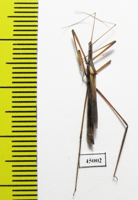 Hemiptera sp.  Zambia - INSECTS-STORE.RU