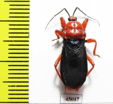 Hemiptera sp.  Zambia - INSECTS-STORE.RU